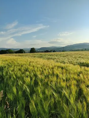 Naturlandschaft in der Nähe der Pension