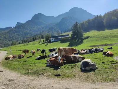 Tiere in der Pension oder in der Nähe