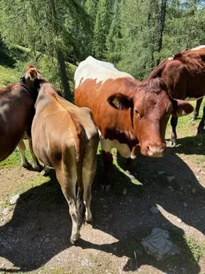 Tiere in der Ferienwohnung oder in der Nähe