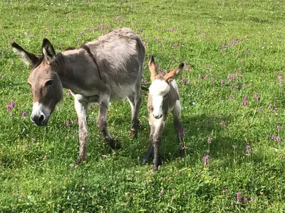 Tiere in der Ferienwohnung oder in der Nähe