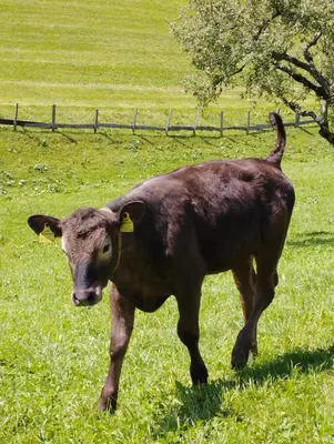 Tiere in der Ferienwohnung oder in der Nähe
