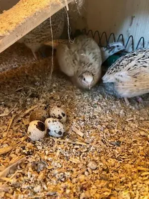 Tiere in der Ferienwohnung oder in der Nähe