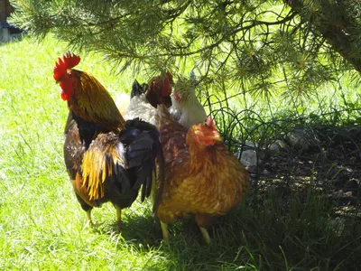 Tiere in diesem Bauernhof oder in der Nähe