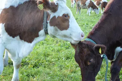 Tiere in diesem Bauernhof oder in der Nähe