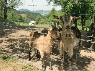 Tiere in der Ferienwohnung oder in der Nähe