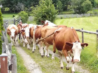 Tiere in der Ferienwohnung oder in der Nähe
