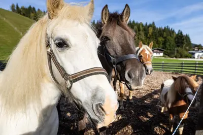 Tiere in der Ferienwohnung oder in der Nähe