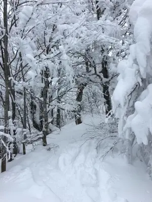 Feriendorf Gebirgshof Salomon im Winter