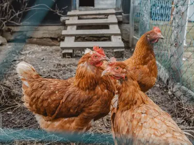Tiere in der Ferienwohnung oder in der Nähe