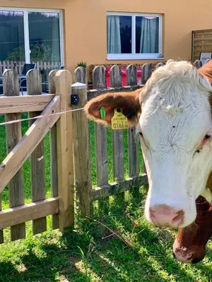 Tiere in der Ferienwohnung oder in der Nähe