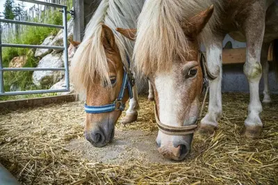 Tiere im Chalet oder in der Nähe