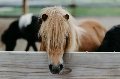 Tiere in der Ferienwohnung oder in der Nähe