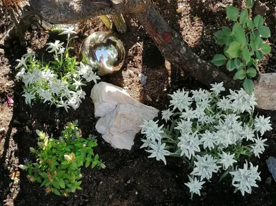 Ein Garten an der Unterkunft d'Hoamatliab