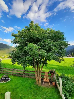 Ein Garten an der Unterkunft d'Hoamatliab