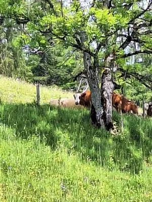 Tiere in der Ferienwohnung oder in der Nähe