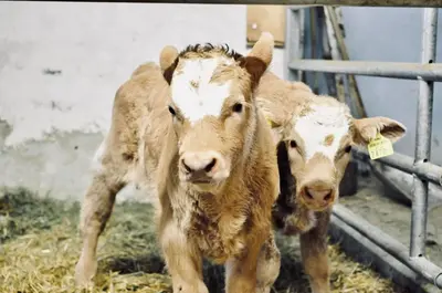 Tiere in diesem Bauernhof oder in der Nähe