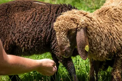 Tiere in der Ferienwohnung oder in der Nähe
