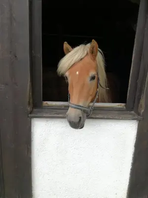 Tiere in der Ferienwohnung oder in der Nähe