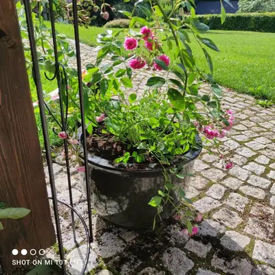 Ein Garten an der Unterkunft Ferienwohnung Gaiswinkler