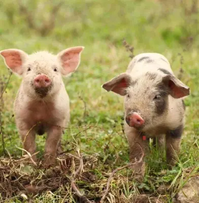 Tiere in der Ferienwohnung oder in der Nähe