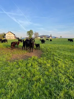 Tiere im Privatzimmer oder in der Nähe
