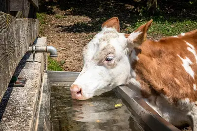 Tiere in der Ferienwohnung oder in der Nähe