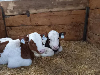 Tiere im Ferienhaus oder in der Nähe