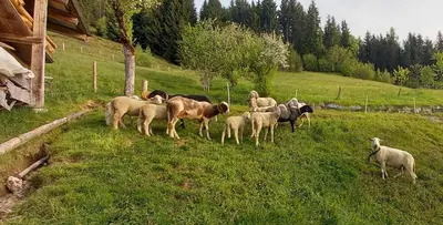 Tiere im Ferienhaus oder in der Nähe