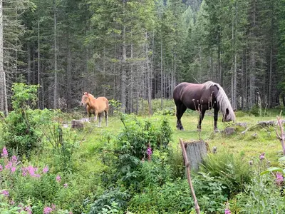 Tiere in der Ferienwohnung oder in der Nähe