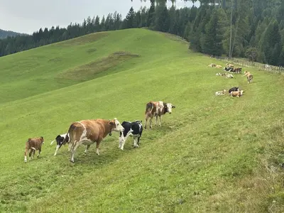 Tiere in der Ferienwohnung oder in der Nähe