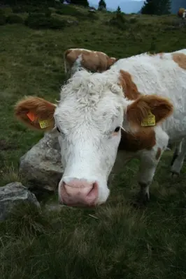 Tiere im Chalet oder in der Nähe