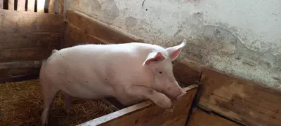 Tiere in der Ferienwohnung oder in der Nähe