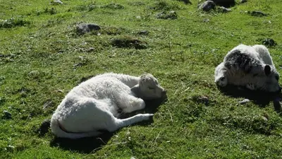 Tiere in der Ferienwohnung oder in der Nähe