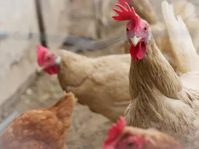 Tiere in der Ferienwohnung oder in der Nähe