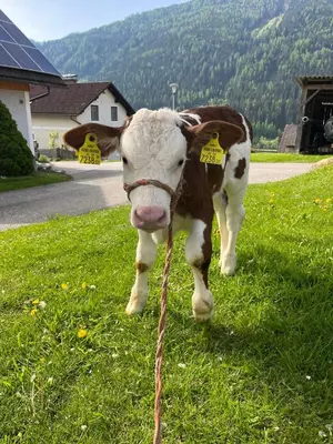 Tiere in diesem Bauernhof oder in der Nähe