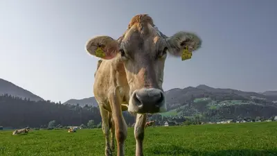 Tiere in der Ferienwohnung oder in der Nähe