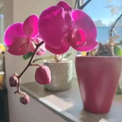 Suite Orchidee - SalzkammerNest