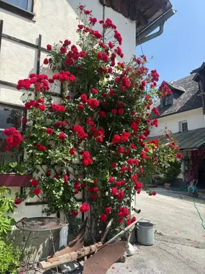 Ein Garten an der Unterkunft Wengerwirt zur Laube rustical 
