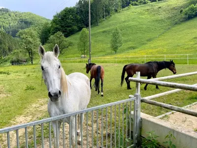 Tiere in diesem Bauernhof oder in der Nähe