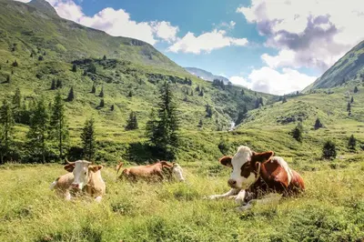 Tiere in der Ferienwohnung oder in der Nähe