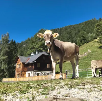 Tiere im Chalet oder in der Nähe