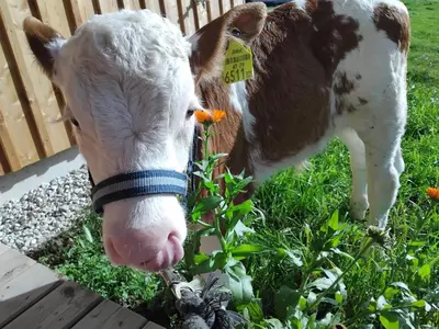 Tiere im Ferienhaus oder in der Nähe