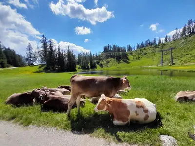 Tiere in der Ferienwohnung oder in der Nähe
