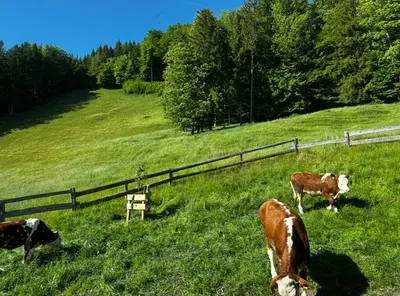 Tiere in der Ferienwohnung oder in der Nähe
