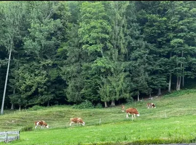 Tiere in der Ferienwohnung oder in der Nähe