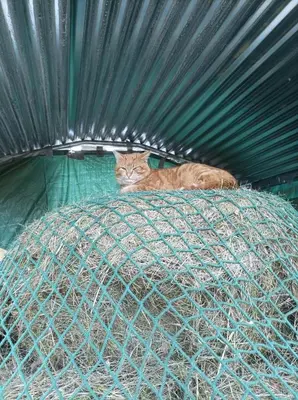 Tiere in diesem Bauernhof oder in der Nähe