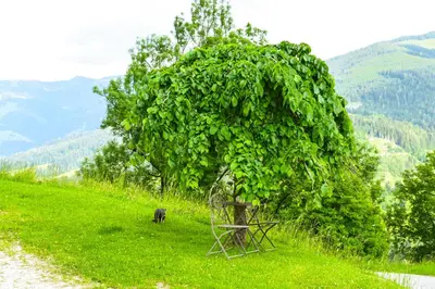 Naturlandschaft in der Nähe der Ferienwohnung