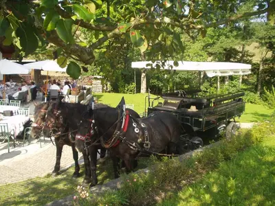 Tiere im Hotel oder in der Nähe