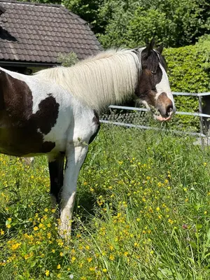 Tiere im Ferienhaus oder in der Nähe
