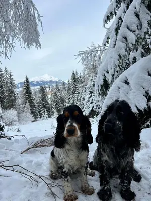 Umundumhütte im Winter